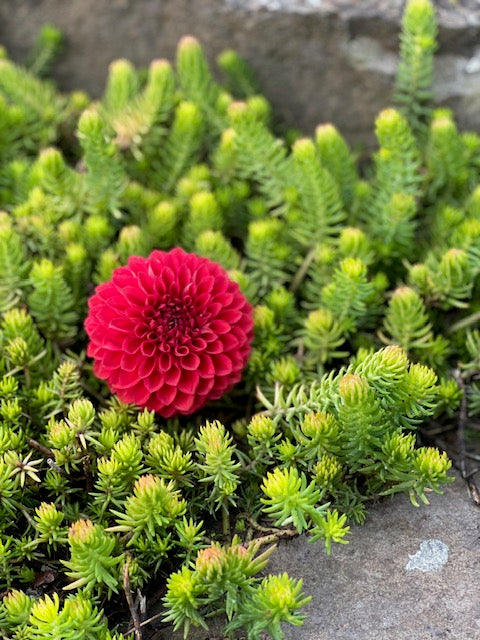 Blooming Hearts Italian Pacemaker - LIMIT ONE -