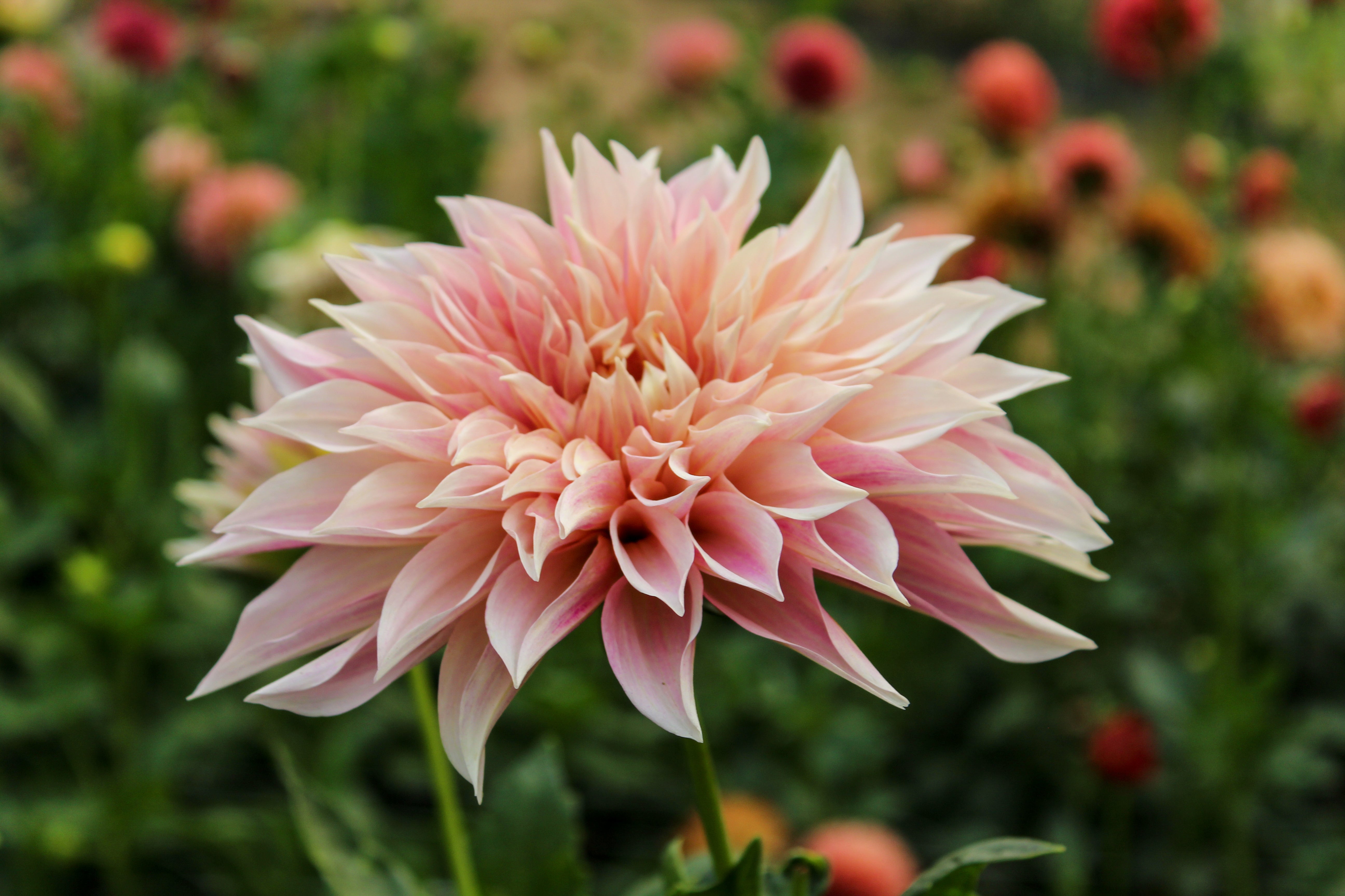 Blooming Hearts Dahlia Flower Farm