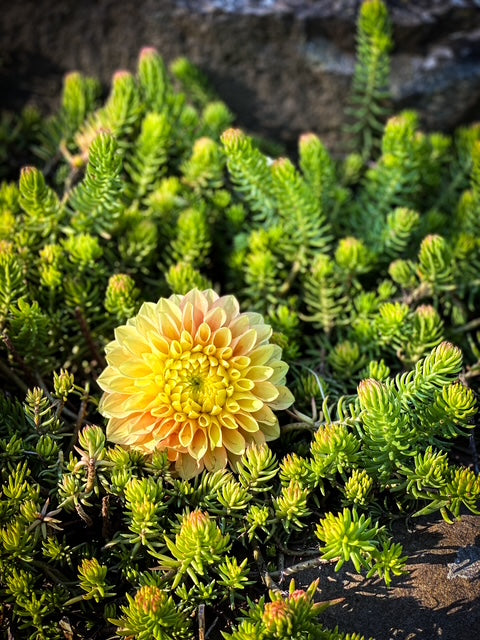 Clearview Crackerjack