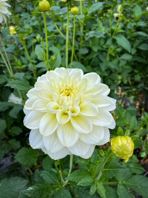 Caramel Antique