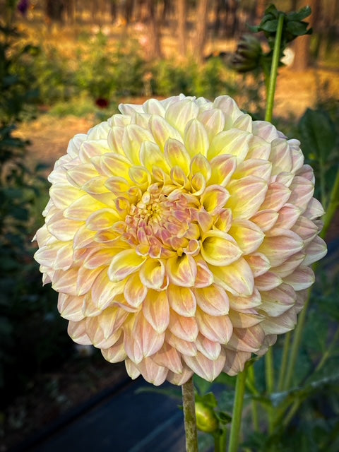 Coorabell Astrid - LIMIT ONE -