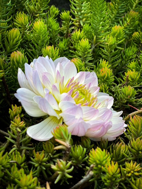 Hollyhill Lilibet - LIMIT ONE -