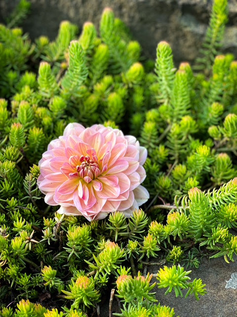 Hapet Old Charm - LIMIT ONE -