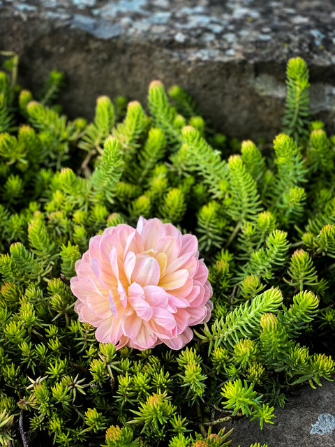 Janet Leigh - LIMIT ONE-