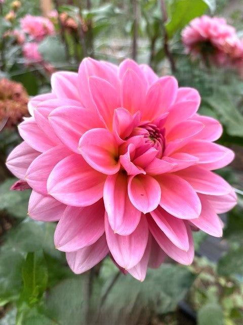 Janice - LIMIT ONE -