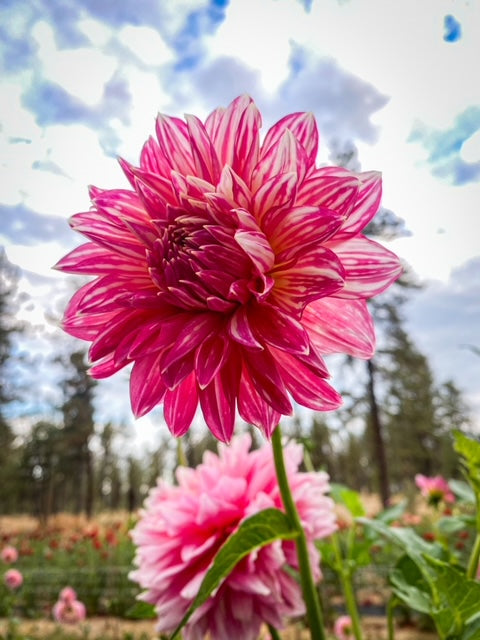 Lee's Watermelon Granita - LIMIT ONE -