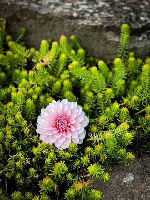 RM Baby Girl - LIMIT ONE -