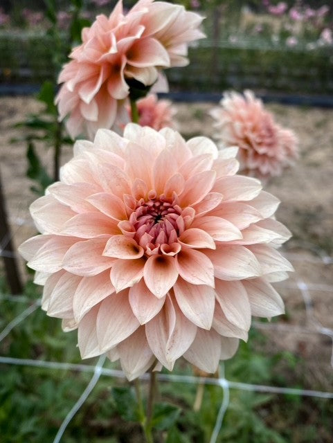 RM Peachy Pink
