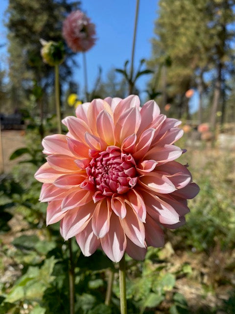 RM Whirligig - LIMIT ONE -