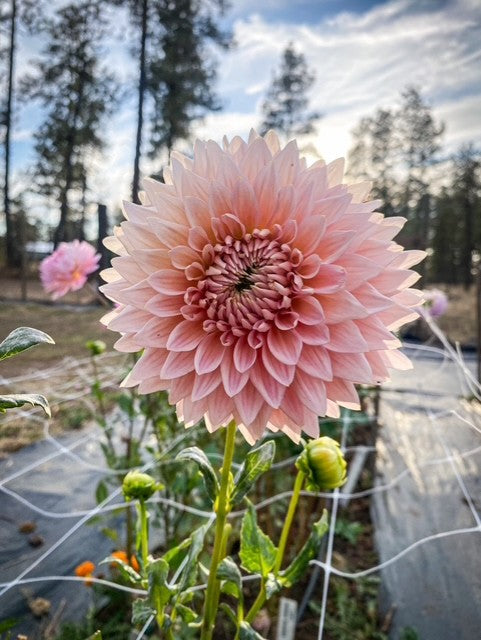 Wynn's Pink Pearl