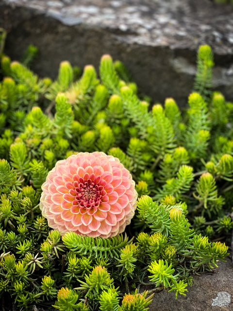 20th Ave Softer Peach