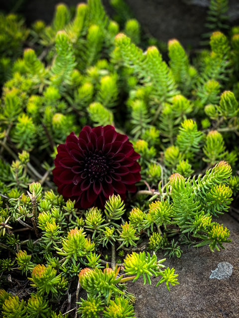 Aurora's Kiss - LIMIT ONE -