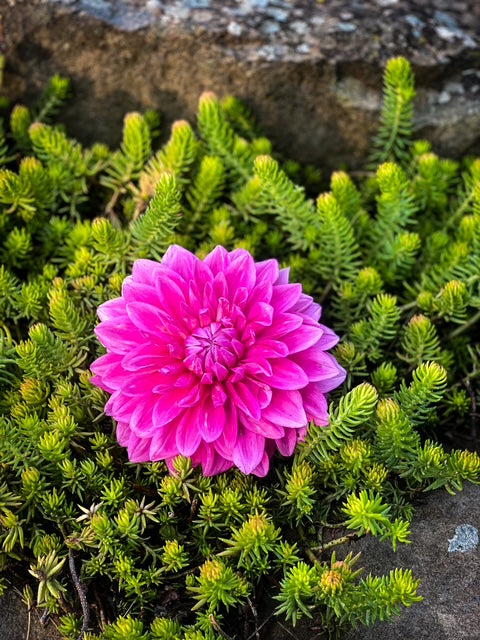 Bargaly Blush