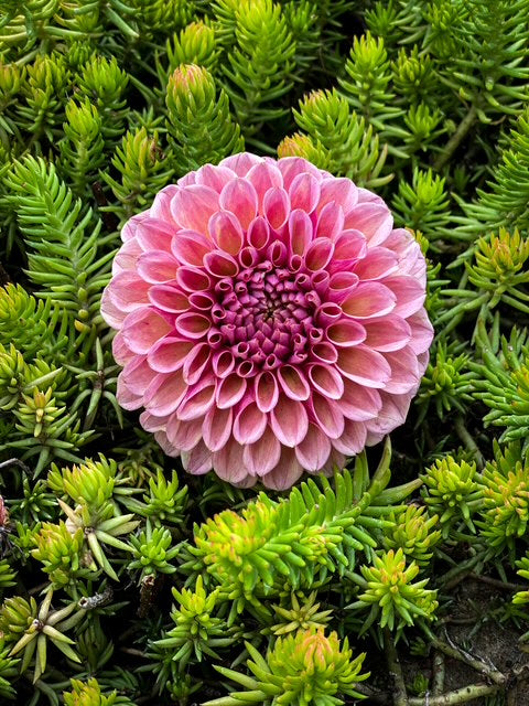 Bracken Rose