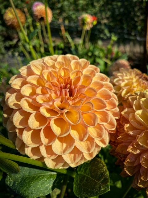 Clearview Peachy (Orange)