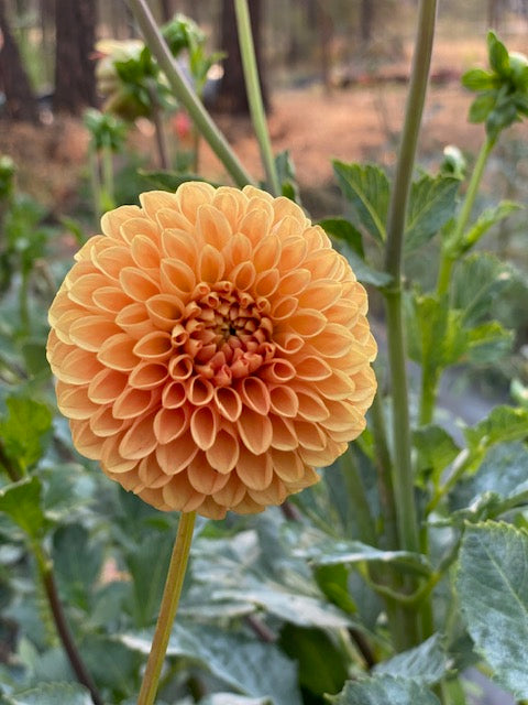 Caleb's Orange Crush