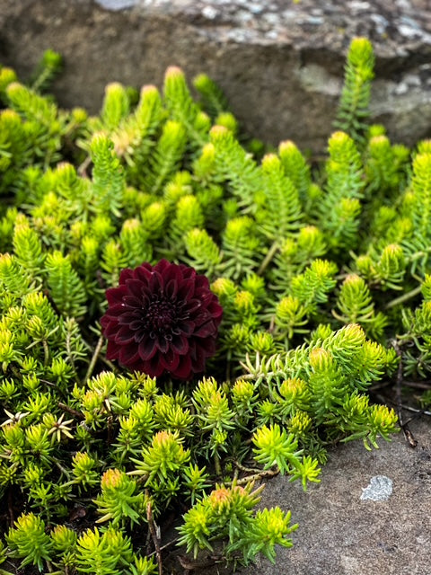 Fitzy's Dark Angel - LIMIT ONE -