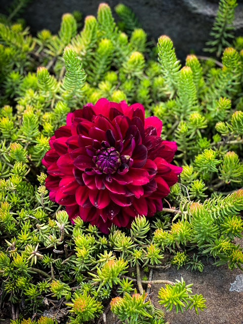 Hollyhill Black Widow - LIMIT ONE -