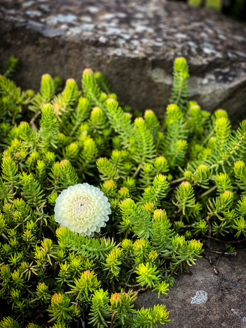 Hollyhill Miss White