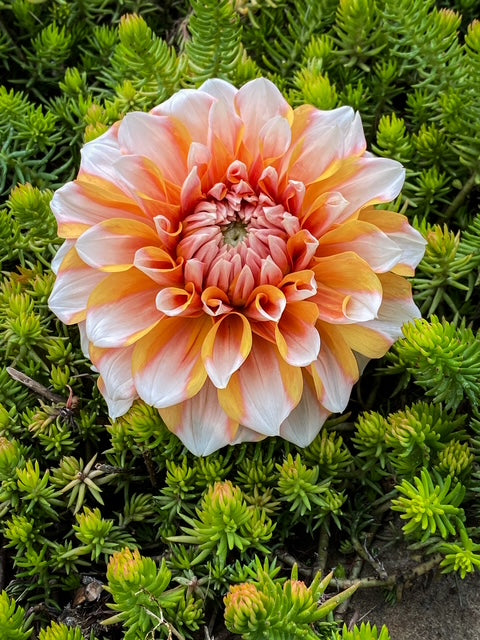 Hollyhill Orange Ice