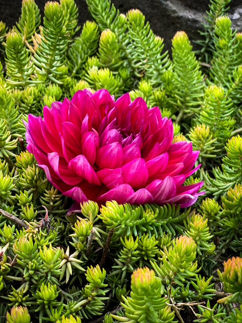 Hollyhill Pandora - LIMIT ONE -