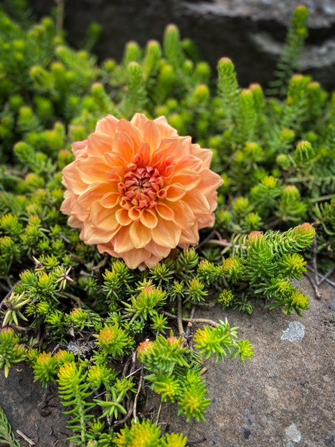 Hapet Cupido - LIMIT ONE -