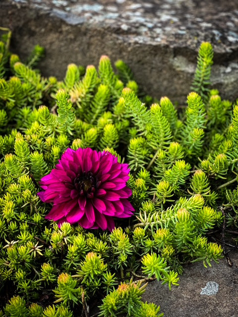 Jennifer Mary Ellen -LIMIT ONE-