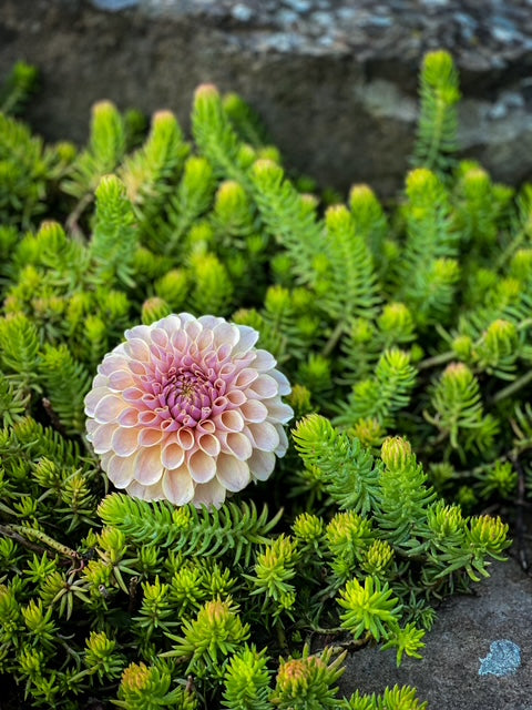 Cinder Rose - LIMIT ONE -