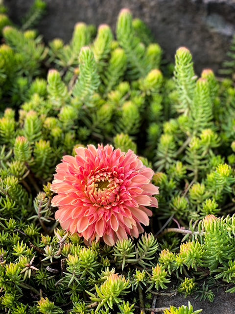 Desert Rose - LIMIT ONE -