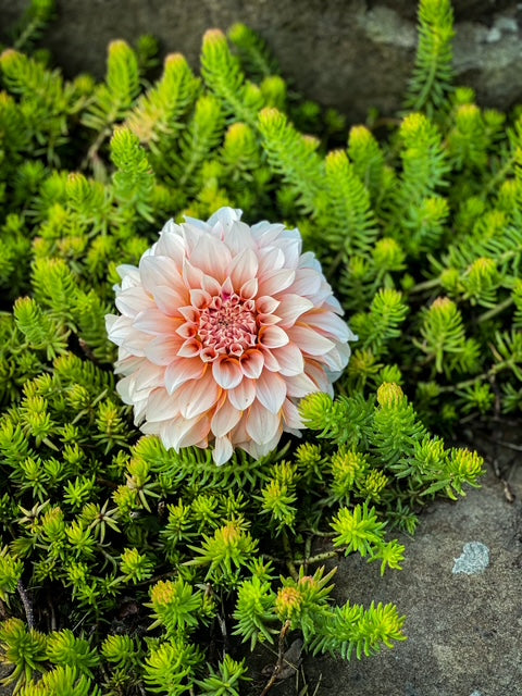 Lee's Chloe - LIMIT ONE -