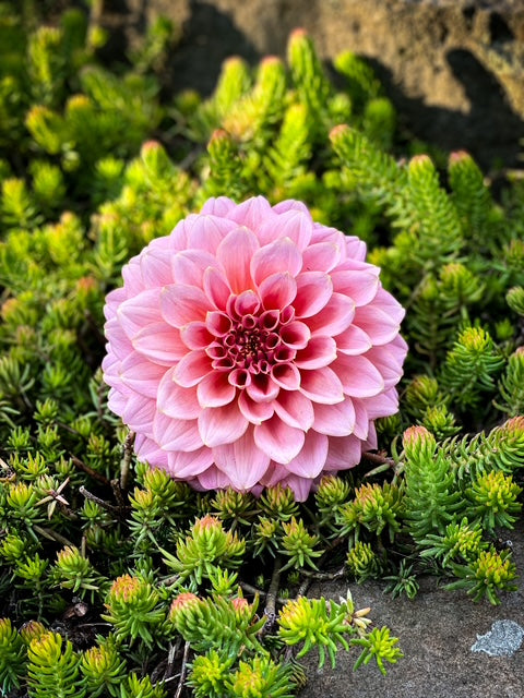 Lee's Mauva Guava - LIMIT ONE -