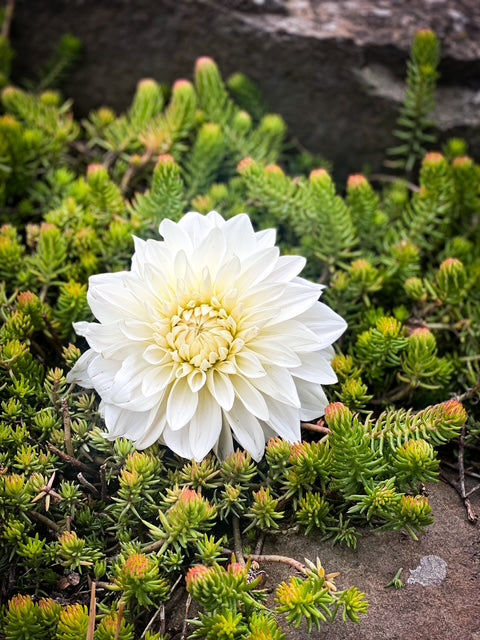 Marryn's Mamawo & Popo - LIMIT ONE -