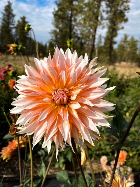 Apelsini Sniega / Orange and Snow
