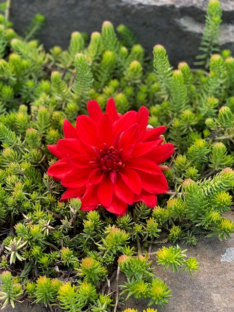 Patricia Ann's Sunset