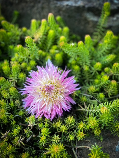 Pinelands Princess