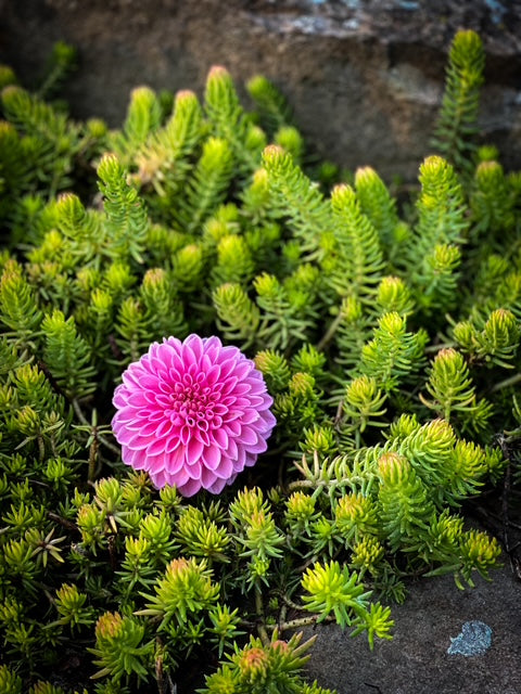 Pink Sylvia