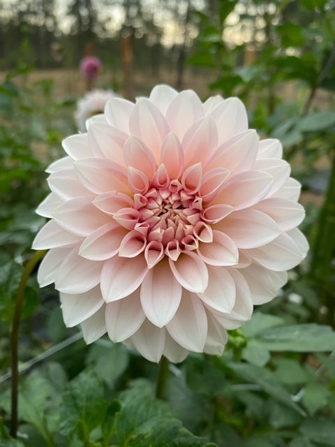 Dahlia Tubers – Page 2 – Blooming Hearts