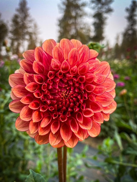 RM Cinnamon - LIMIT ONE -