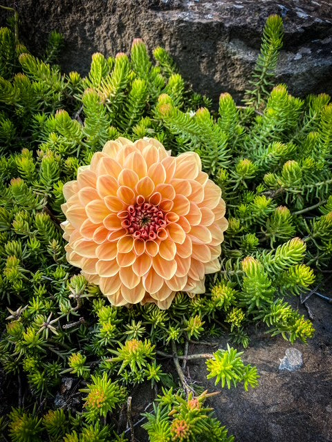 RM Citrus - LIMIT ONE -