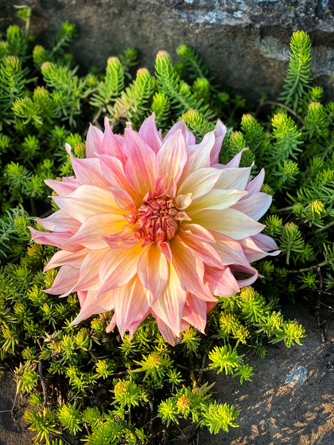 RM Gigi - LIMIT ONE -