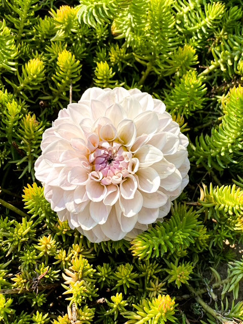 RM Hannah Joe - LIMIT ONE -