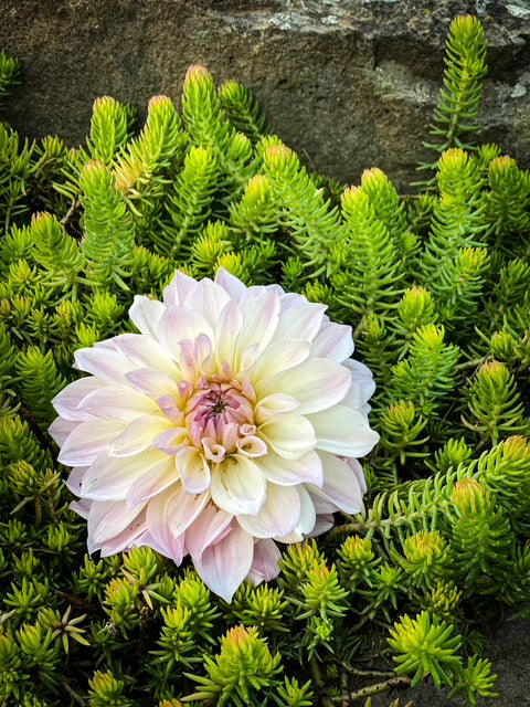 RM Rainier -LIMIT ONE-