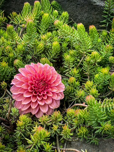 RM Raspberry Twinkle -LIMIT ONE-