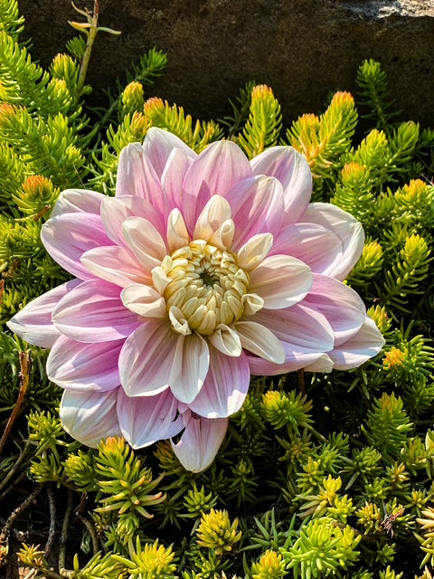 Randi Dawn - LIMIT ONE -