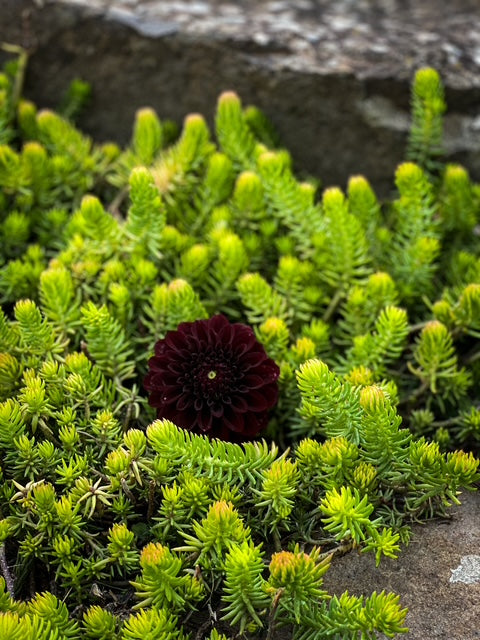 River's Dark Chocolate - LIMIT ONE -