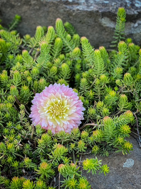 Rosemary Webb - LIMIT ONE -