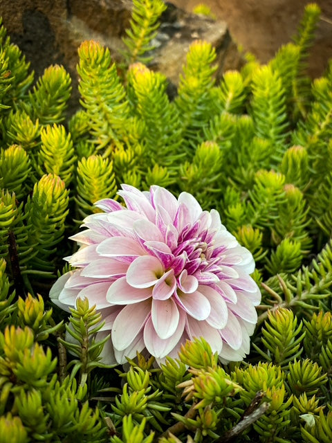 Salish Twilight Girl