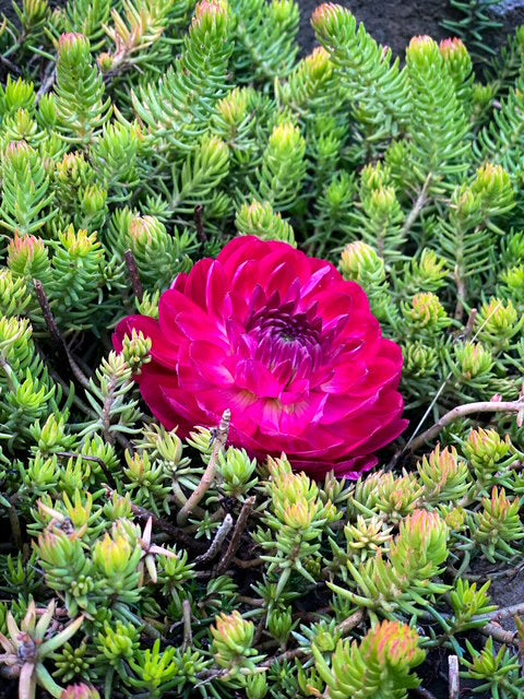 Sandia Bertha