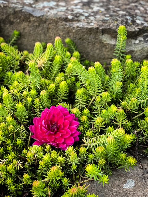 Sandia Nocturne - LIMIT ONE -