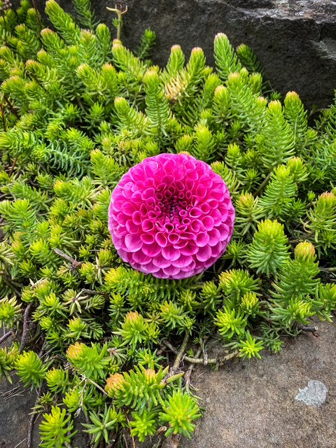 Tahoma April